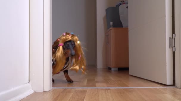 dachshund dog in a red wig hair clips, a pink dress, runs out of the room - Séquence, vidéo