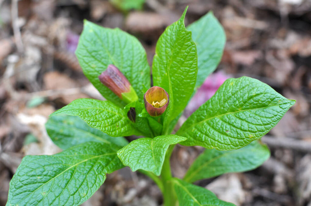 Na jaře v lese ve volné přírodě kvete vzácná rostlina Scopolia carniolica - Fotografie, Obrázek