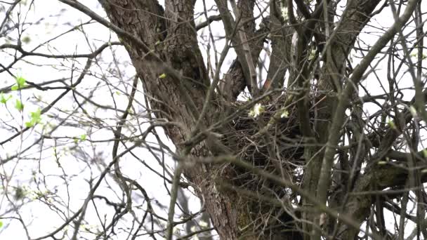 Nido de Jay Eurasiático en el árbol (Garrulus glandarius
) - Metraje, vídeo