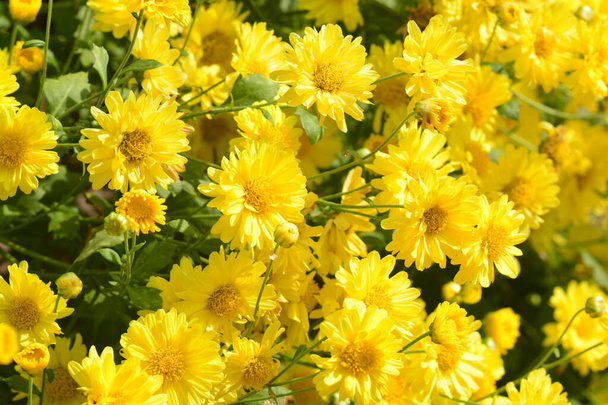 Chrysanthemum morifolium Ramat is a perennial herb covered with yellow villous hairs, cultivated in many areas in China for medicinal and food applications as well as for ornamental use. - Photo, Image