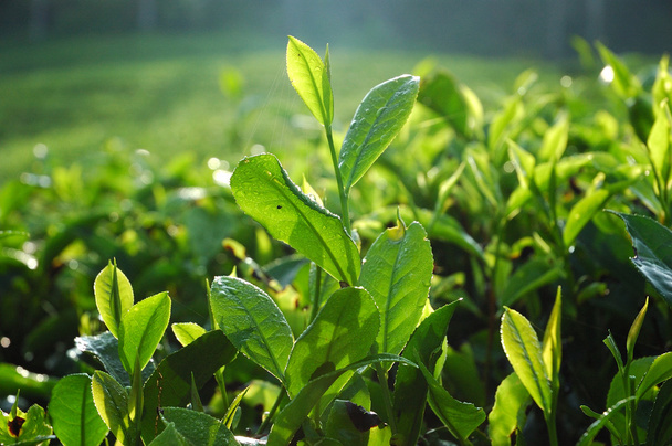 Plantación de té
 - Foto, Imagen