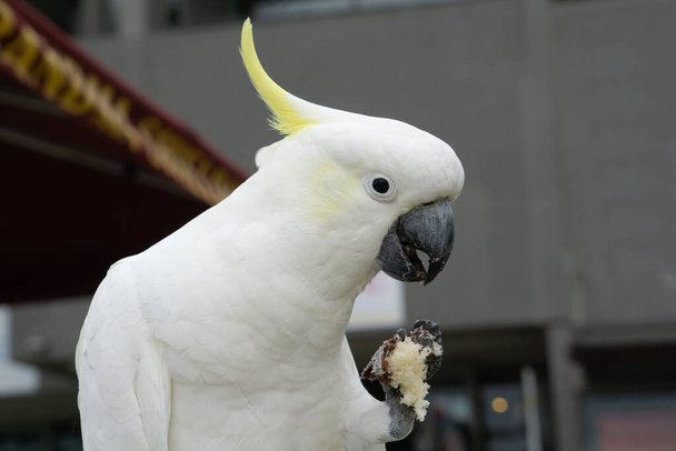 Θειάφι θρυμματισμένο cockatoo κρατώντας scavenged cafe τροφίμων στο νύχι του και τρώει. - Φωτογραφία, εικόνα