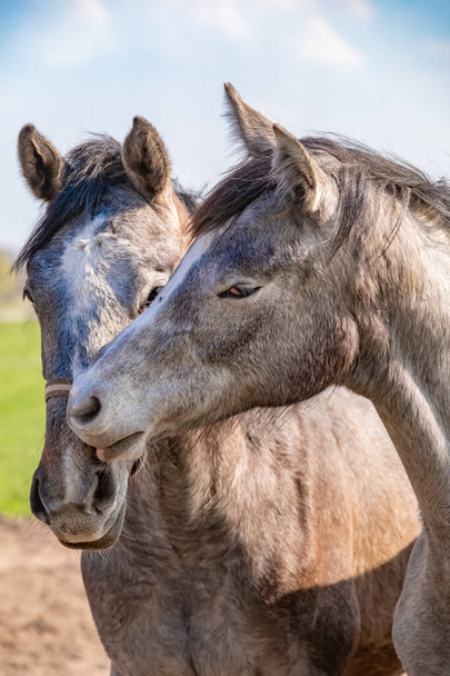 Двоє коней, що стрибають, стоять на чолі, вони близькі один до одного. сірий колір
 - Фото, зображення