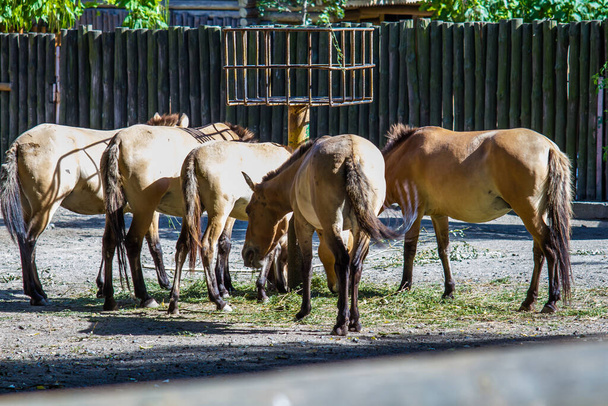 Przhevalskyの茶色の大人の馬は毎日動物園で夏の日中にオート麦や他の穀物を食べる - 写真・画像