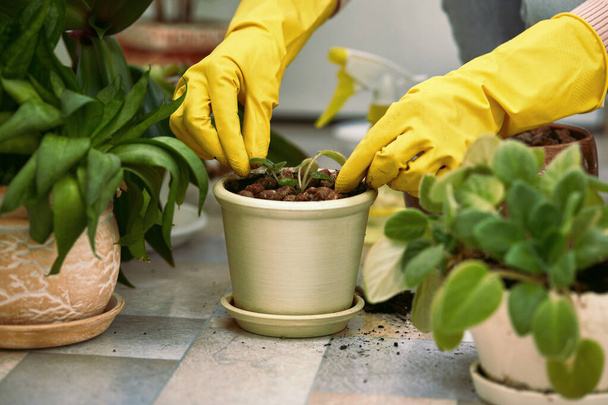 Gardeners hand planting flowers in pot - Foto, immagini
