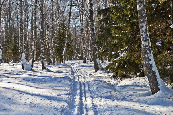 Mixed forest in winter - Fotó, kép