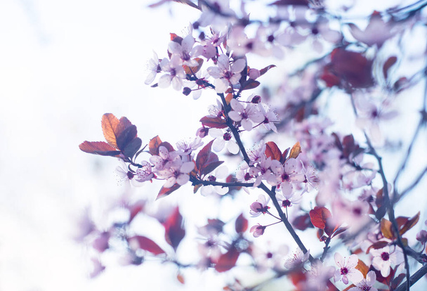 Abstract Background with Beautiful Pink Cherry Plum, Prunus Cerasifera Nigra, квітуча ранньою весною. Дерево декоративного ландшафту. - Фото, зображення
