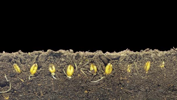Makro-Zeitraffer-Video einer Bohnensamen, die aus dem Boden im Boden wächst, unterirdische und oberirdische Ansicht mit transparentem Hintergrund mit Alpha - Filmmaterial, Video