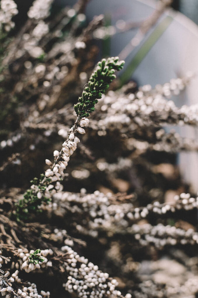 I fiori di erica sbocciano. Giardinaggio sfondo floreale.Erica ordinaria, ling o semplicemente erica è l'unica specie del genere Calluna. Pianta da fiore della famiglia delle eriche. Questo è un arbusto stentata perenne
.  - Foto, immagini