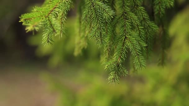 Close up of beautiful spruce branch green color. Green nature background. Save nature of planet - Footage, Video