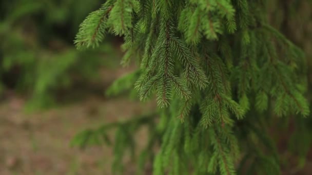Close up of beautiful spruce branch green color. Green nature background. Save nature of planet - Footage, Video
