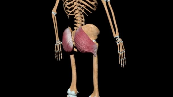 Cette vidéo montre les muscles du gluteus maximus sur le squelette
 - Séquence, vidéo