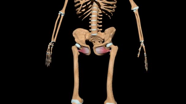 Este video muestra los músculos externos obturadores en el esqueleto
 - Metraje, vídeo