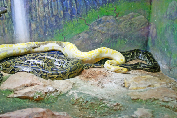 Schlangen - Foto, Bild