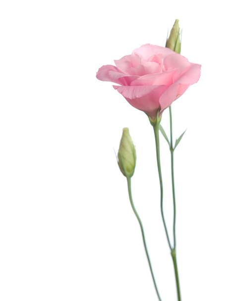 Pink flowers, Eustoma - Фото, зображення