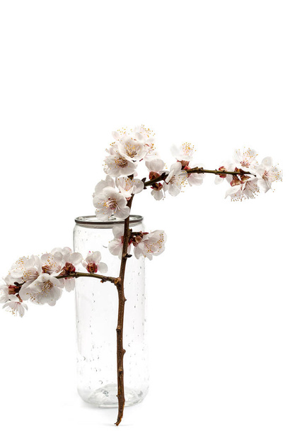 Flowering branch with flowers in a plastic bottle on a white background - Photo, Image