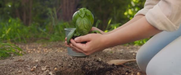 Vrouw planten basilicum plant boompje naar de bodem om nieuwe levensgroei te starten op een droog stuk land. Aardedag, milieu, natuurconcept. Dicht bij elkaar, langzame beweging, sjaaldof, BMPCC 4K.  - Video