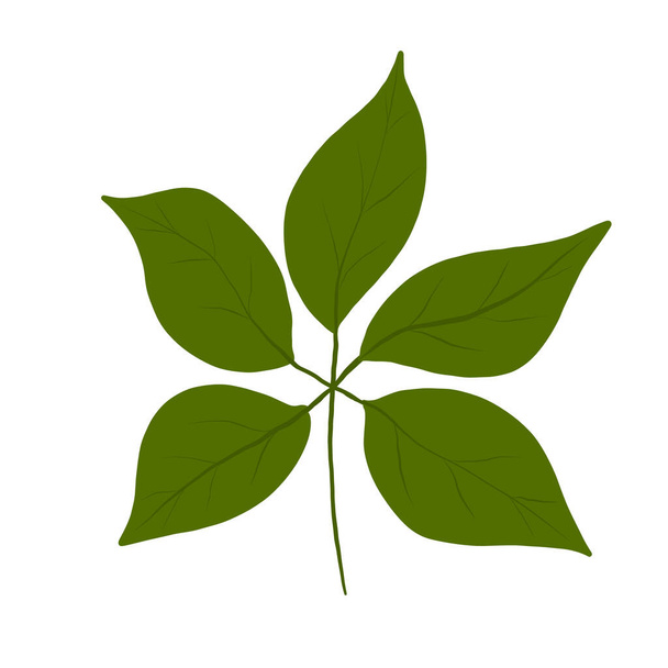  Botanical leaves. Floral design elements .Vector illustration on isolated white background.  - Vektor, obrázek