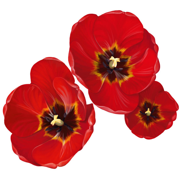 Sieben weit ausgebreitete rote Tulpenblüten auf weißem Hintergrund. Blick von oben - Foto, Bild