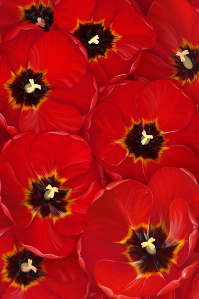 Solid background of red tulip flowers. The buds are opened to meet the sun. Very bright and joyful pattern. - Photo, Image