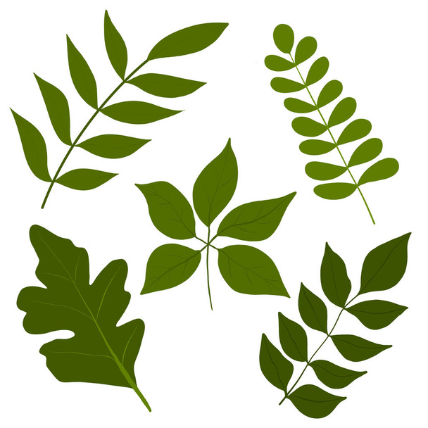  Botanical leaves. Floral design elements .Vector illustration on isolated white background.  - Vector, afbeelding
