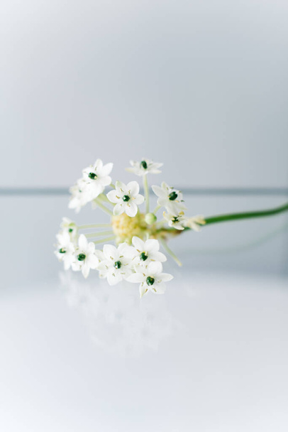 Elementos florísticos sobre fondo blanco
 - Foto, Imagen