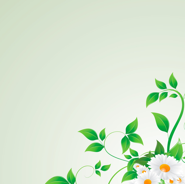 λουλούδια χαμομηλιού και πράσινα φύλλα - Διάνυσμα, εικόνα