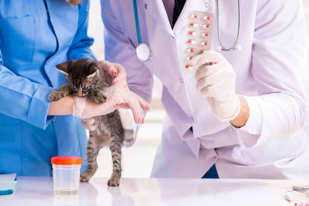 Lekarz i asystent w klinice weterynaryjnej sprawdzający kotka - Zdjęcie, obraz