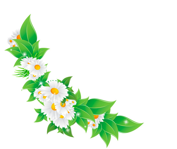 Chamomile flower and green leaves - Vector, afbeelding