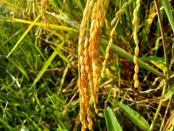 Gros plan sur le riz d'origine naturelle
 - Photo, image