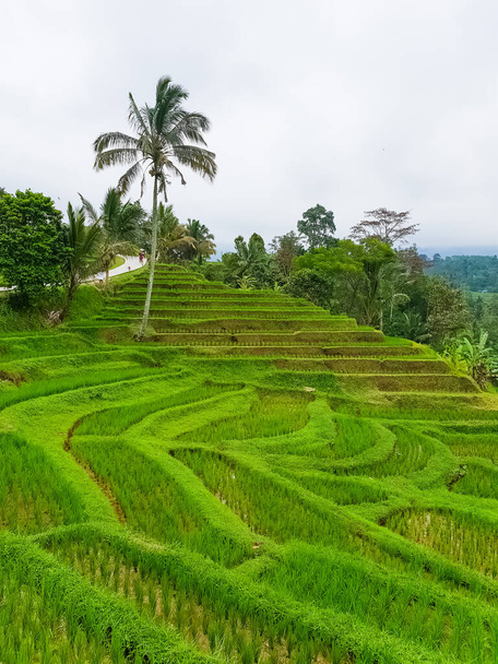 Panorama view on rice terraces Jatiluwih, Bali, Indonesia - Fotoğraf, Görsel