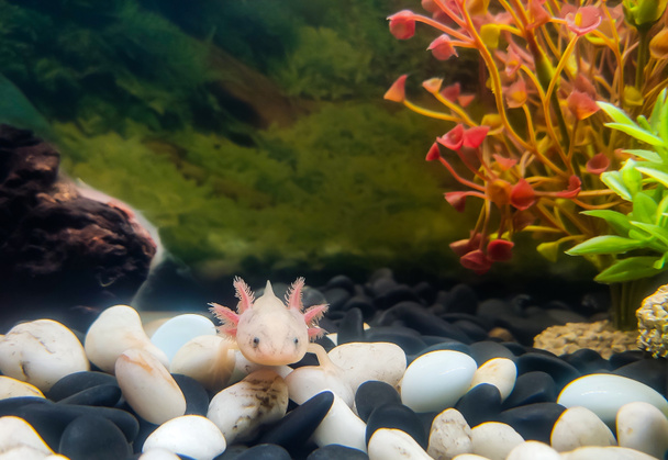Белый с розовыми жабрами, молодой аксолотл (Ambystoma mexicanum) сидит в аквариуме на больших гладких камнях из белого и черного камня возле искусственных растений бордового и зеленого цветов.
. - Фото, изображение