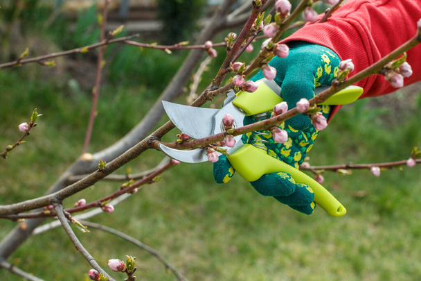 Male farmer looks after the garden. Spring pruning of fruit tree. Man in a glove with a pruner shearing tips of a nectarine tree. - Photo, Image