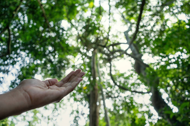 Χέρι προσεύχεται για ευλογία από τον Θεό στον ήλιο και το δάσος φόντο, χριστιανική θρησκεία έννοια - Φωτογραφία, εικόνα