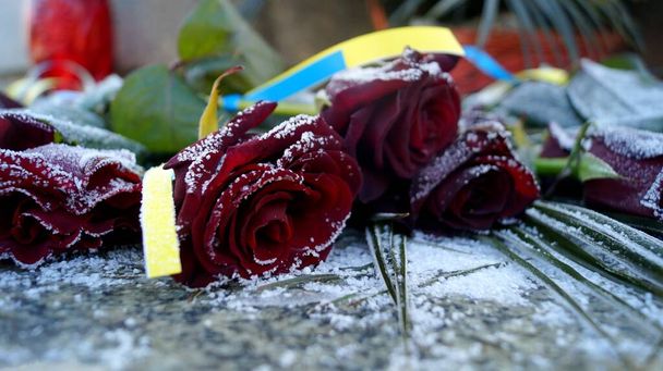 Rode rozen in de sneeuw met gele en blauwe linten - Foto, afbeelding