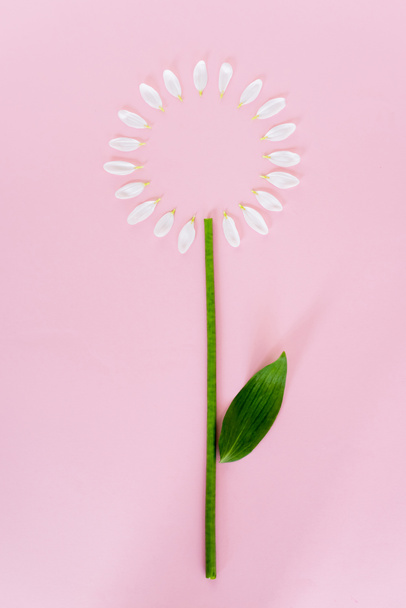top view of white flower petals and green leaf on pink, mothers day concept  - Photo, Image