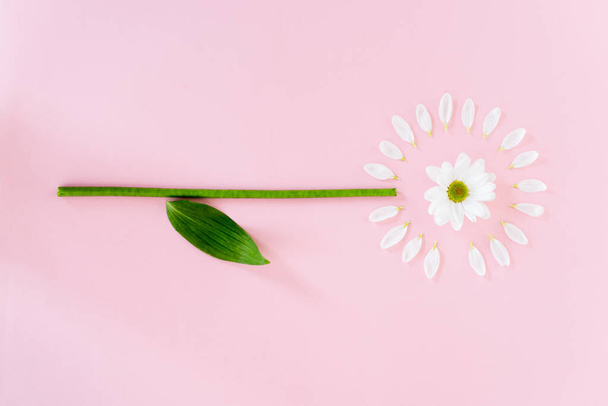 top view of flower with white petals and green leaf on pink, mothers day concept  - Photo, Image