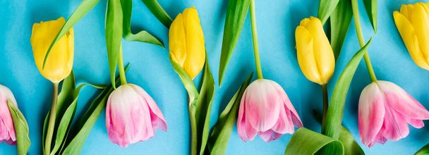 panoramic shot of blooming yellow and pink tulips on blue, mothers day concept  - Foto, Imagem