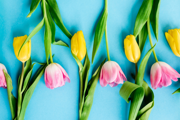 top view of blooming pink and yellow tulips on blue, mothers day concept  - Foto, immagini