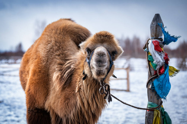 καμήλα σε μοναστήρι βουδιστών στη Σιβηρία με χιόνι το χειμώνα  - Φωτογραφία, εικόνα