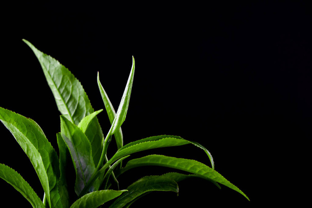 vintage Green tea leaf isolated on - Photo, Image