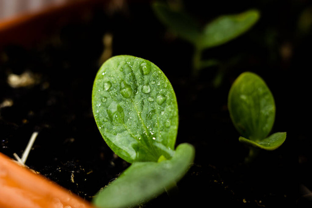 flower sprout in the ground - Foto, Imagen