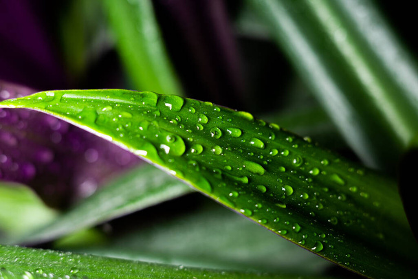 flower leaves with water drops - Photo, Image