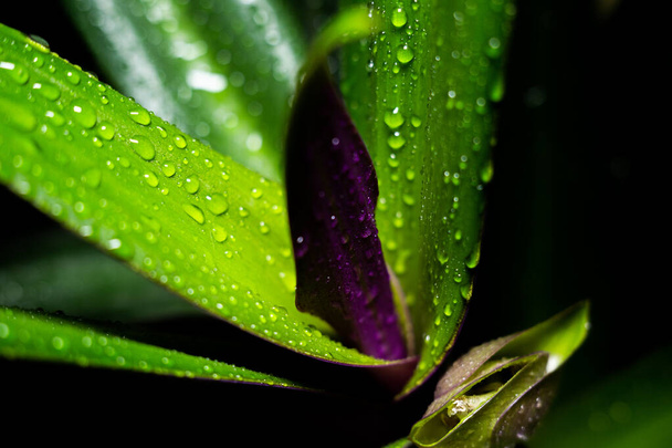 flower leaves with water drops - Φωτογραφία, εικόνα