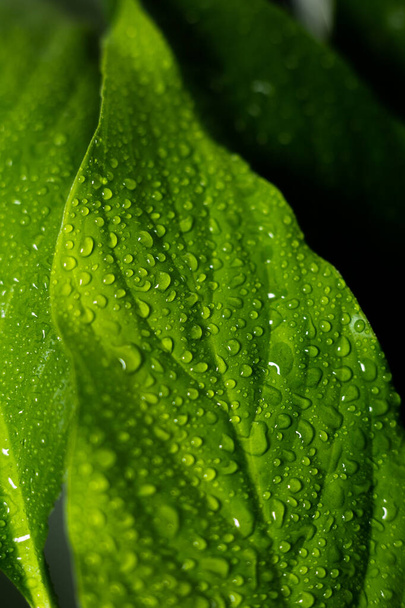 large leaves of a plant with drops of water - Foto, Imagem