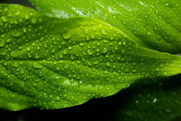 large leaves of a plant with drops of water - Photo, Image