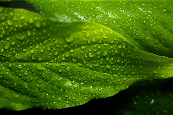 large leaves of a plant with drops of water - Φωτογραφία, εικόνα