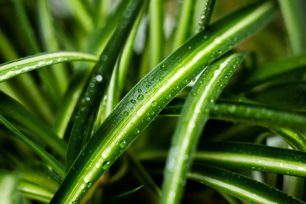 large palm leaves with dew - Foto, afbeelding