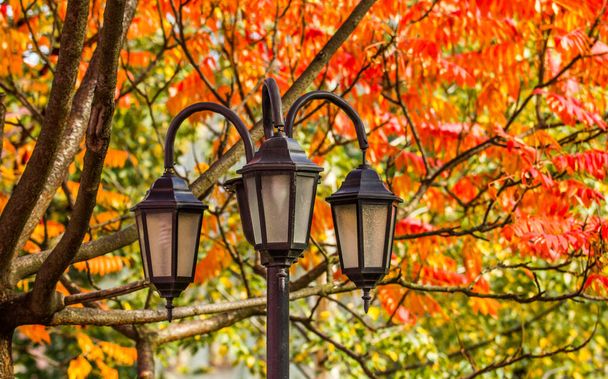 Městská lampa v parku - Fotografie, Obrázek