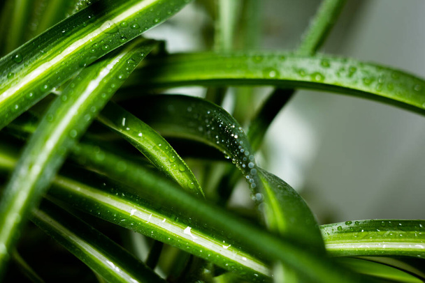 large palm leaves with dew - Foto, Imagen